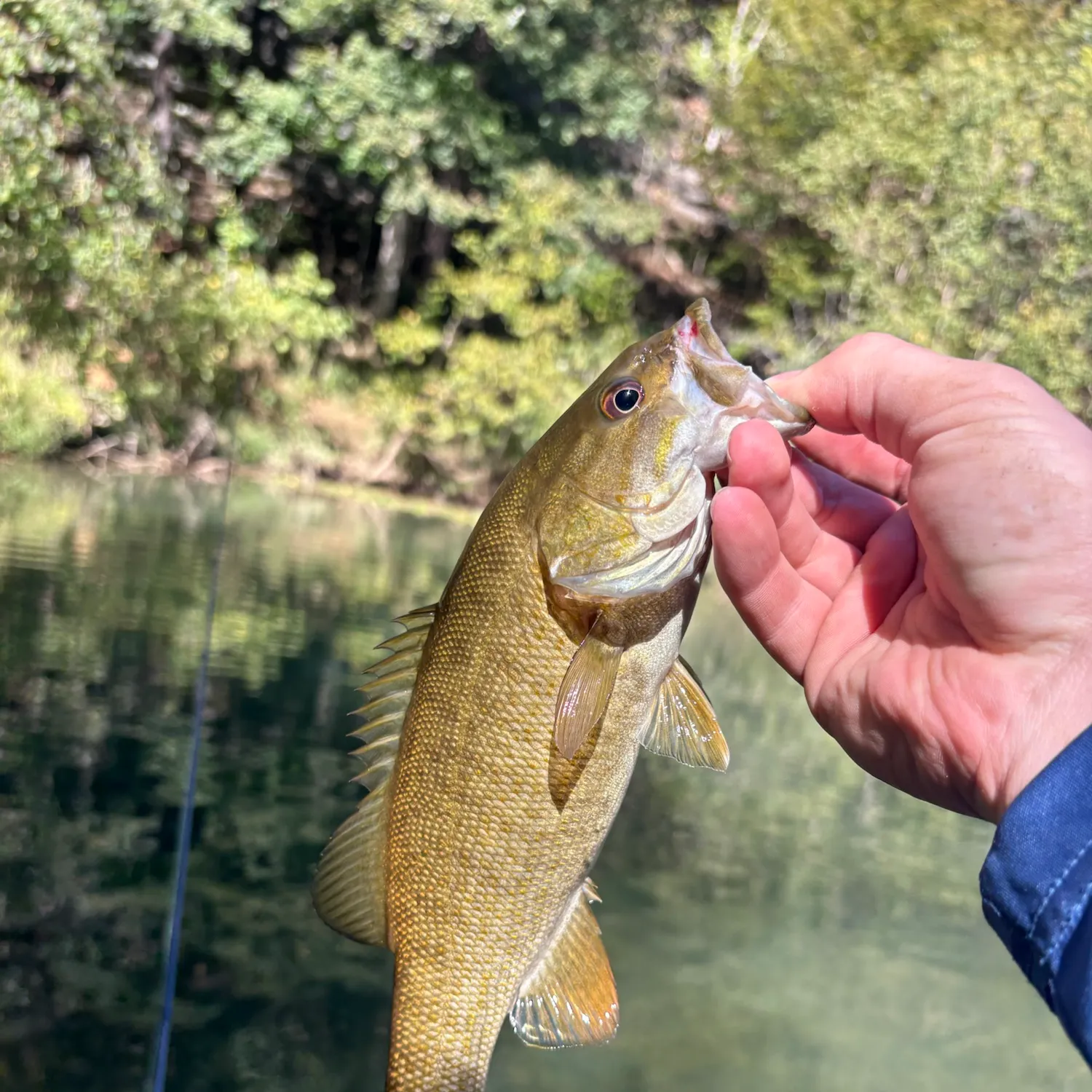Smallmouth bass caught on Fishbrain