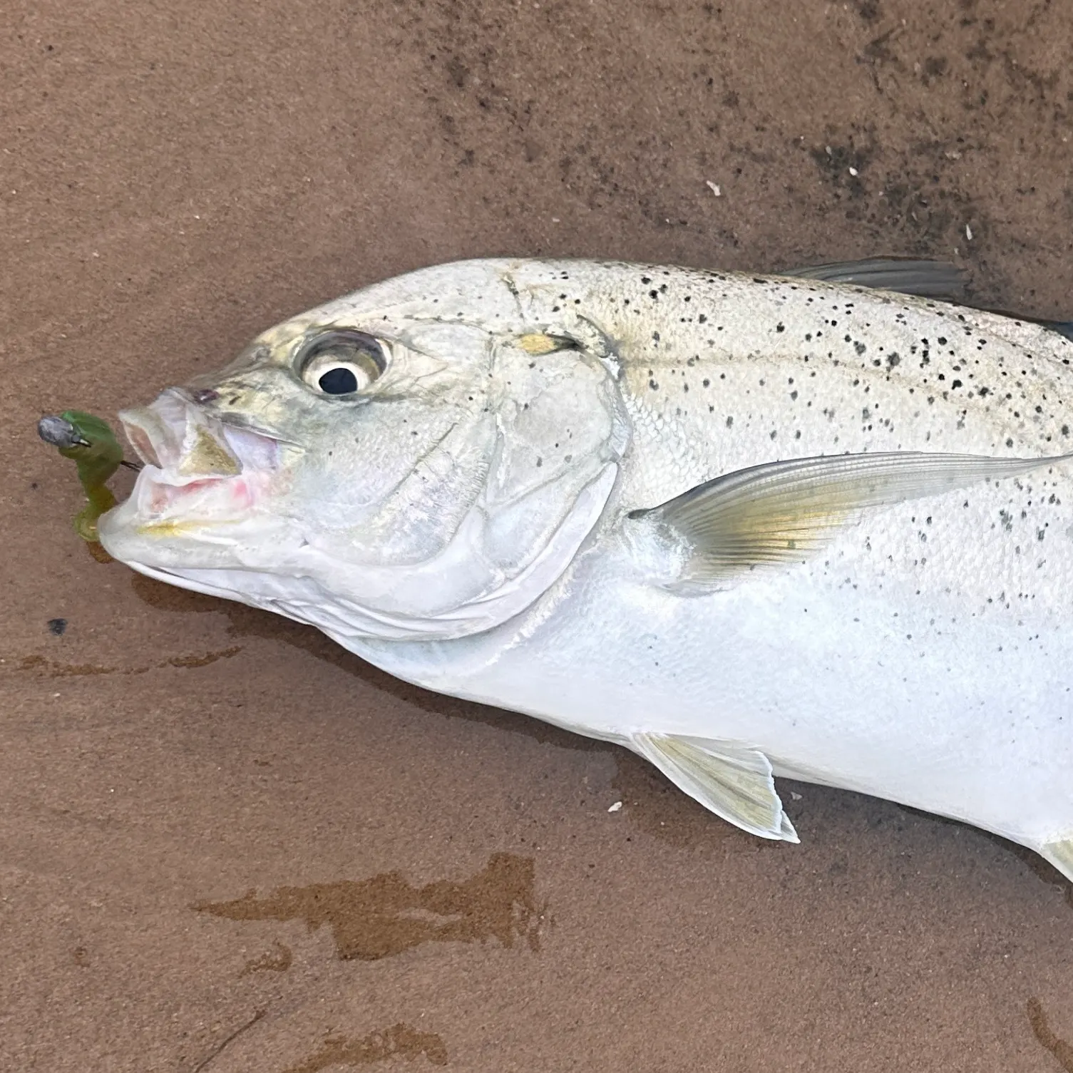The most recent Brassy trevally catches on Fishbrain