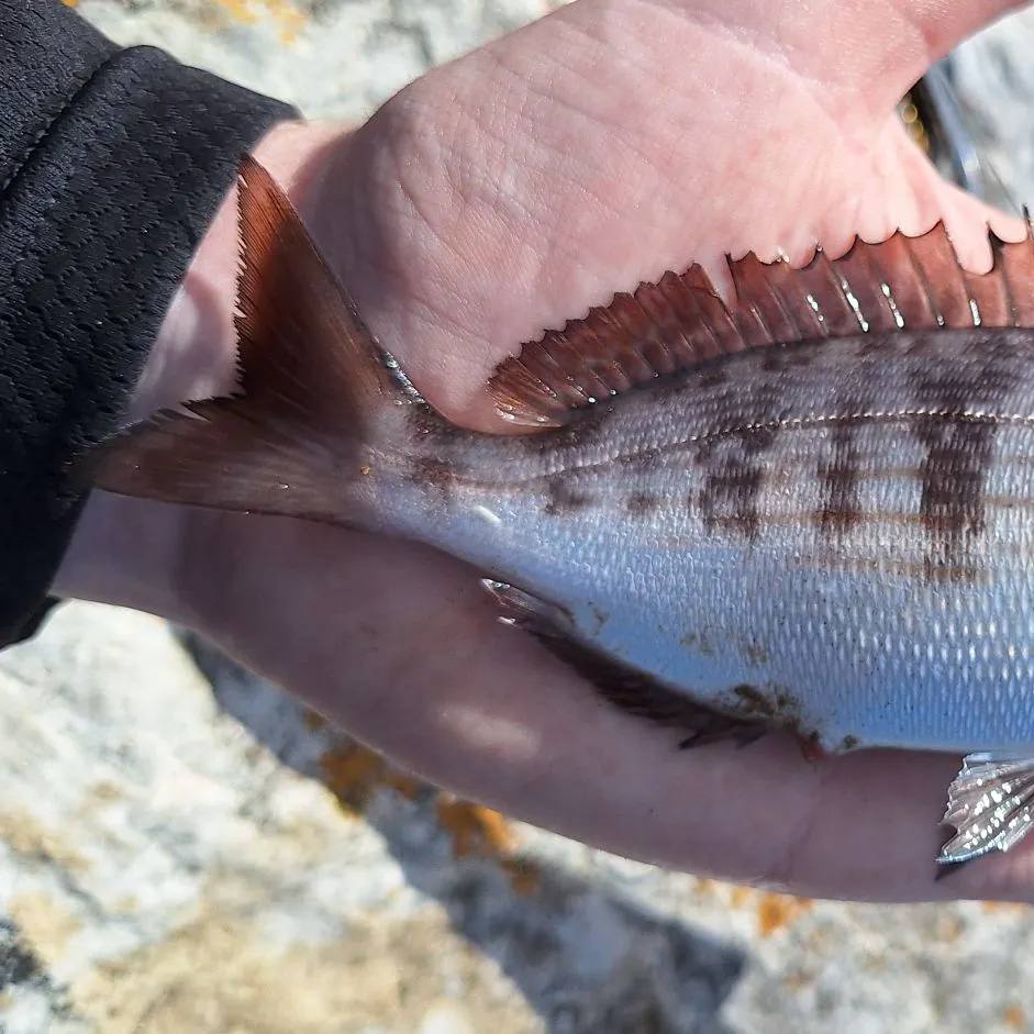The most recent Black seabream catches on Fishbrain