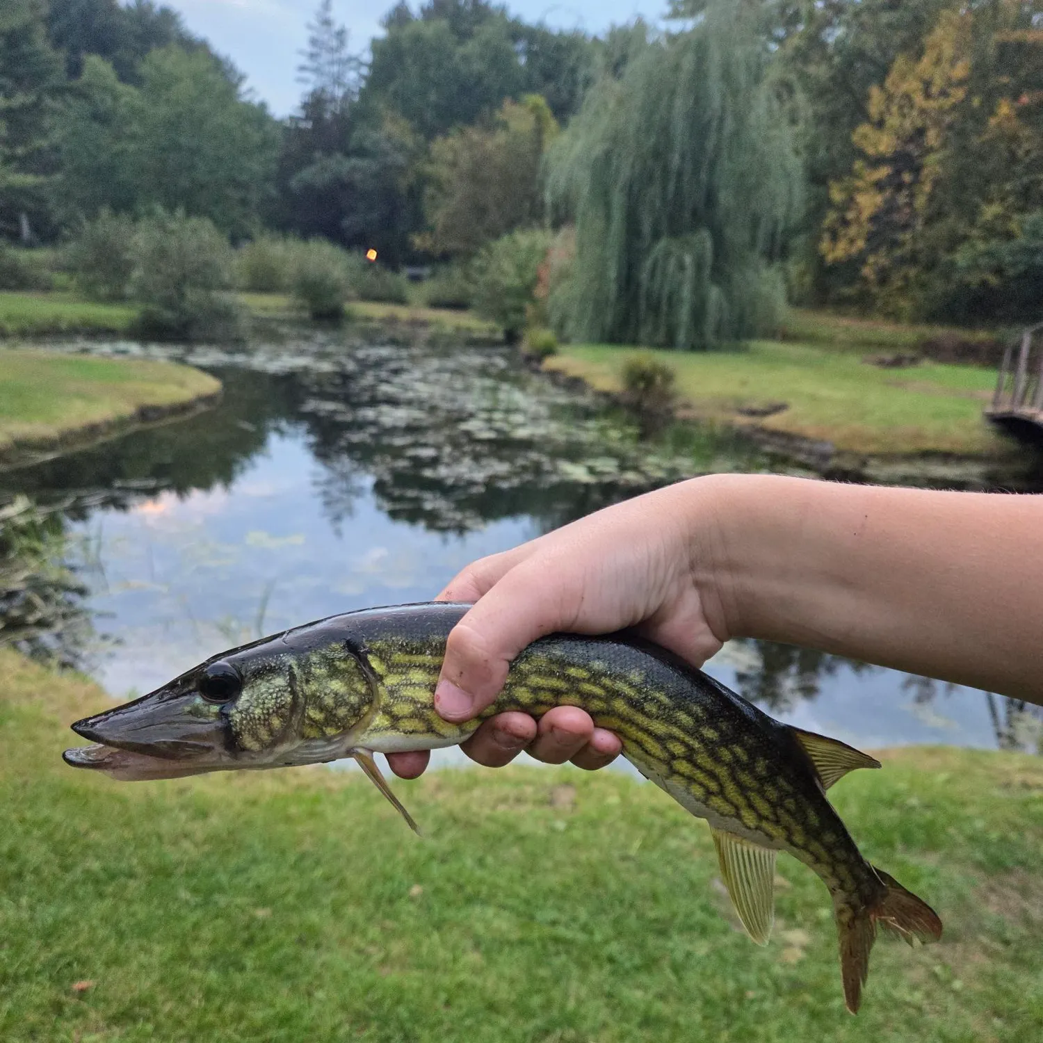 Chain pickerel caught on Fishbrain