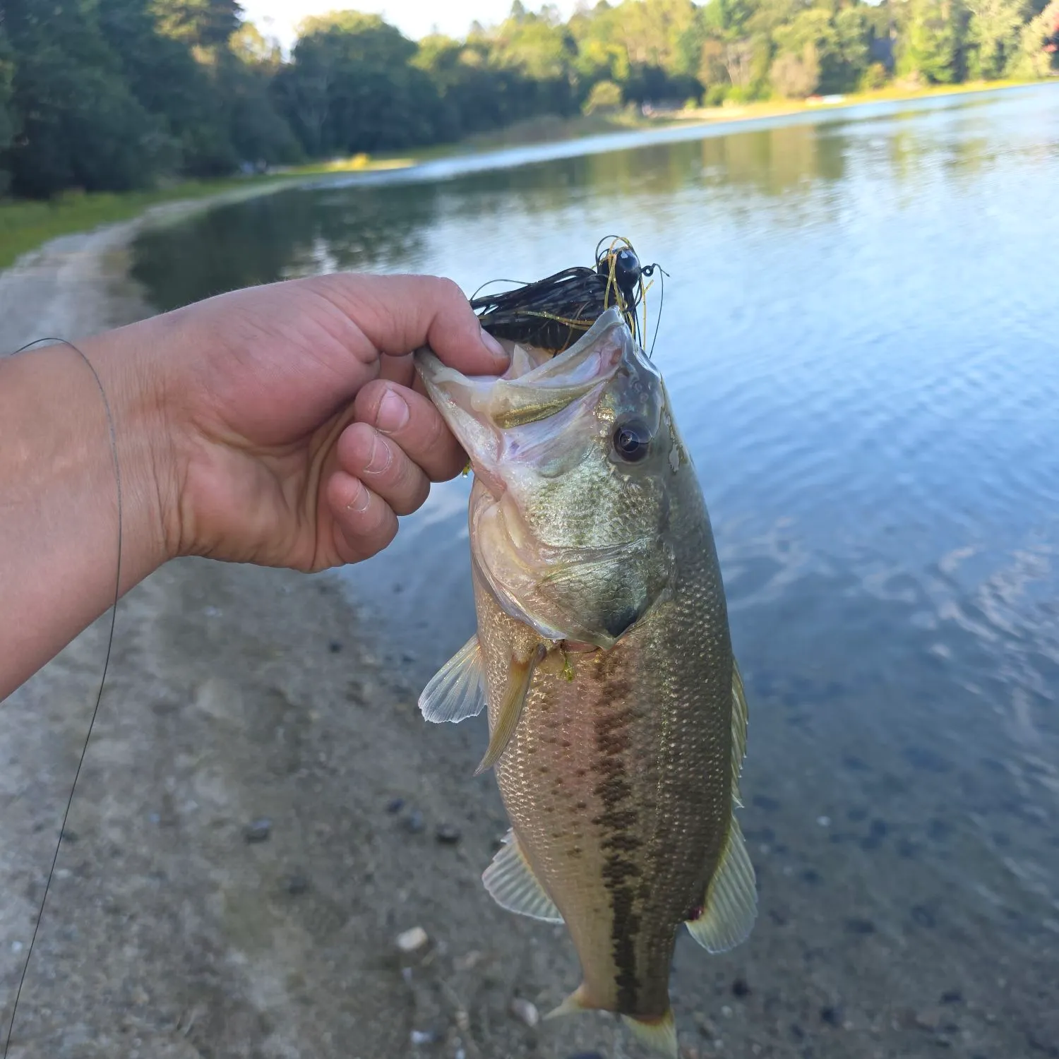 Largemouth bass caught on Fishbrain