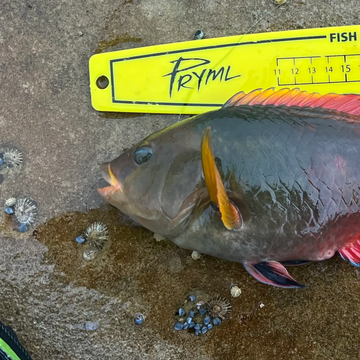 The most recent Crimsonband wrasse catches on Fishbrain