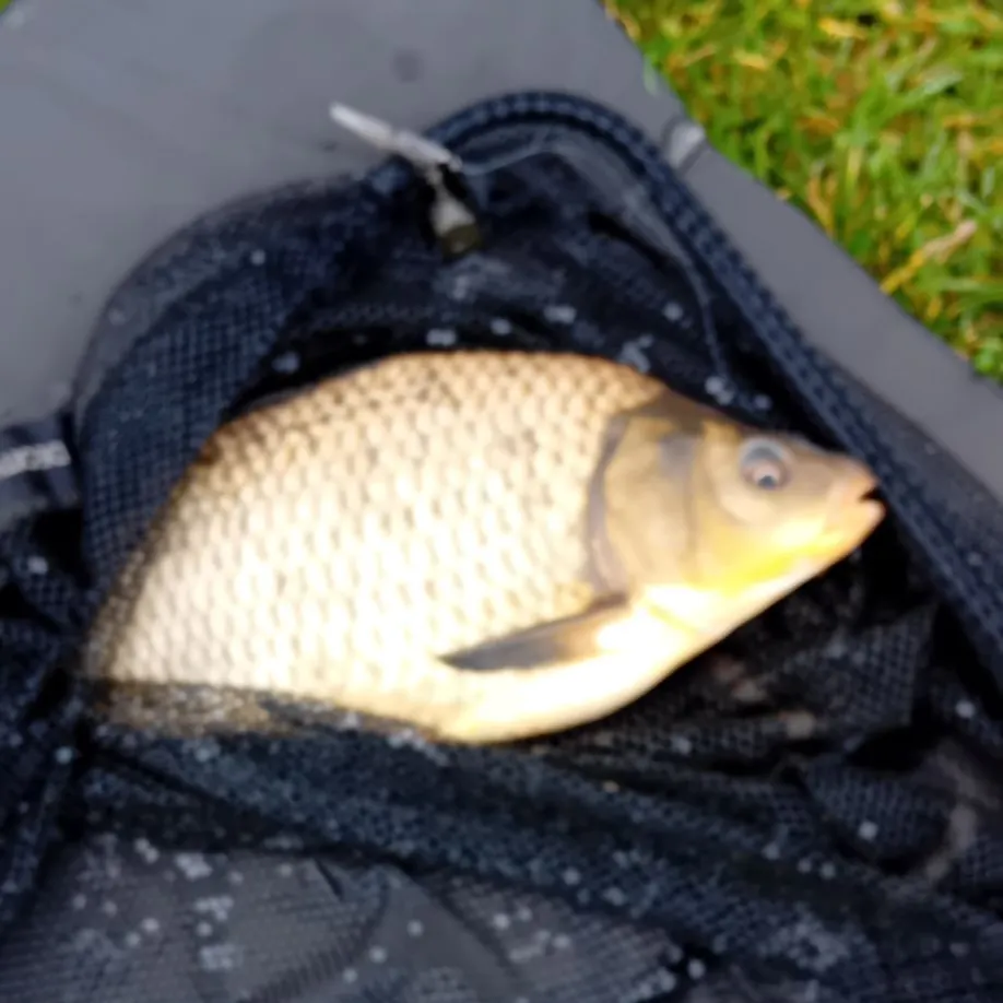 The most recent F1 carp catches on Fishbrain