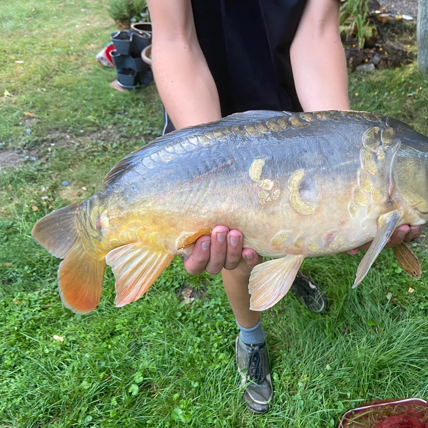 Leather carp caught on Fishbrain