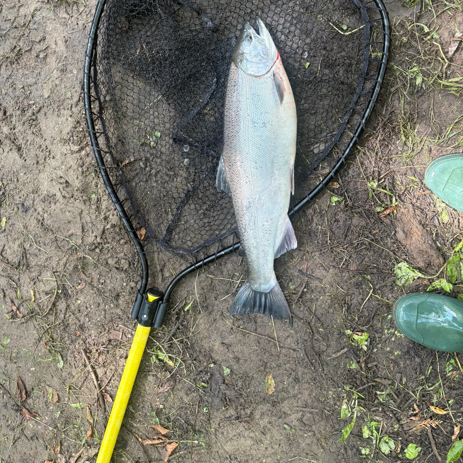 The most recent Coho salmon catches on Fishbrain