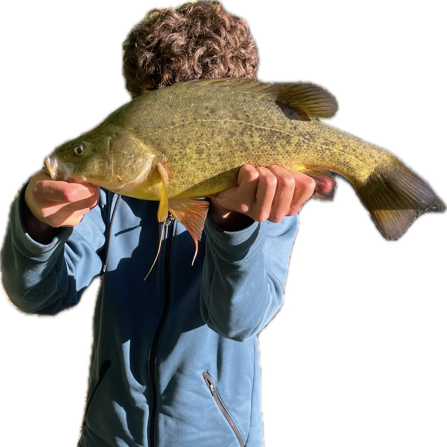 Golden perch caught on Fishbrain