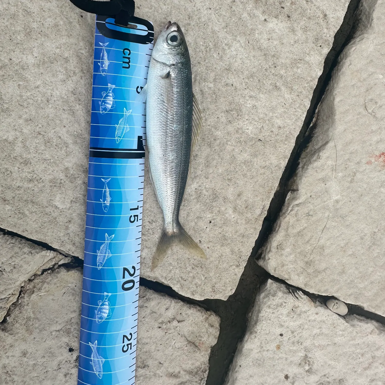 The most recent Atlantic mackerel catches on Fishbrain
