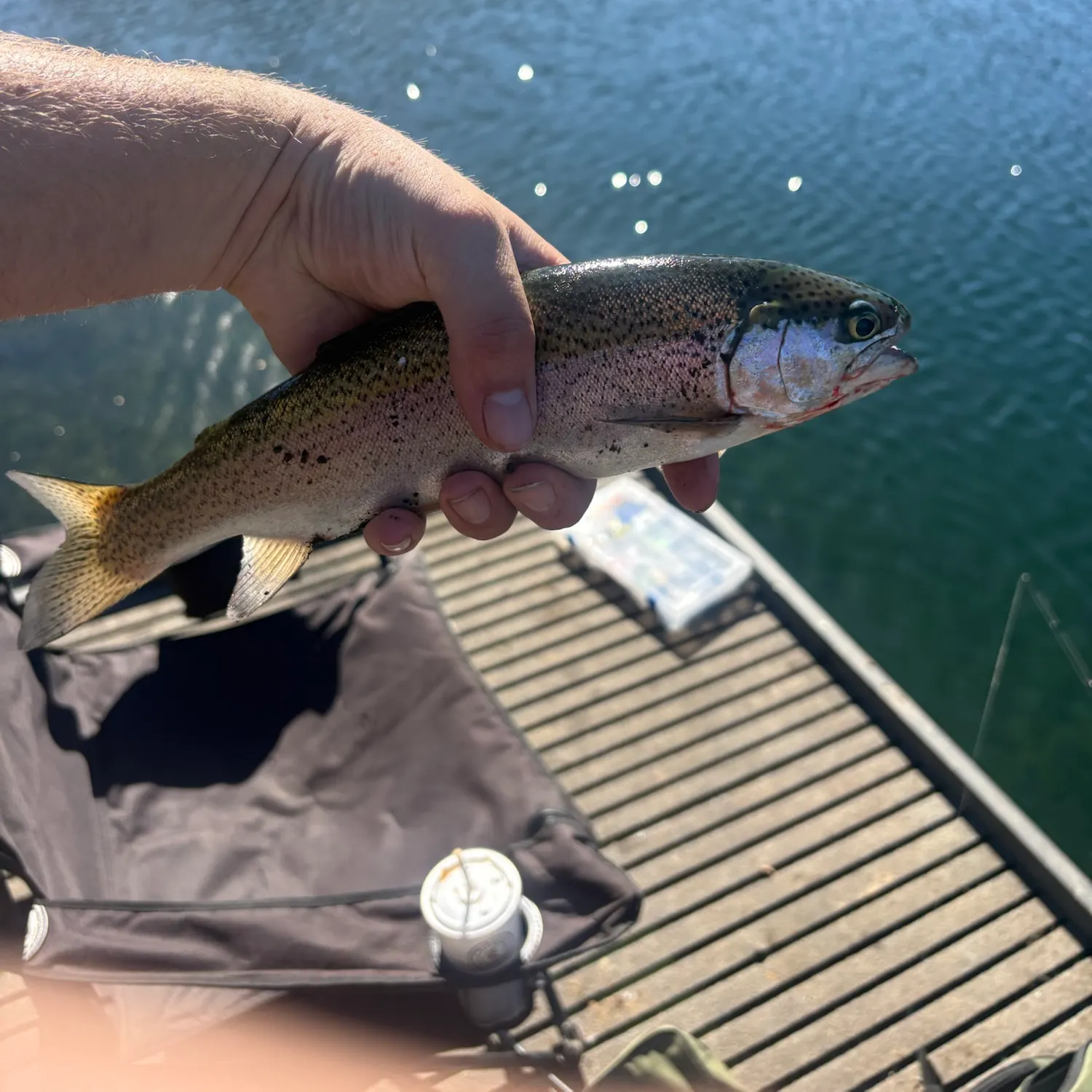 Rainbow trout caught on Fishbrain
