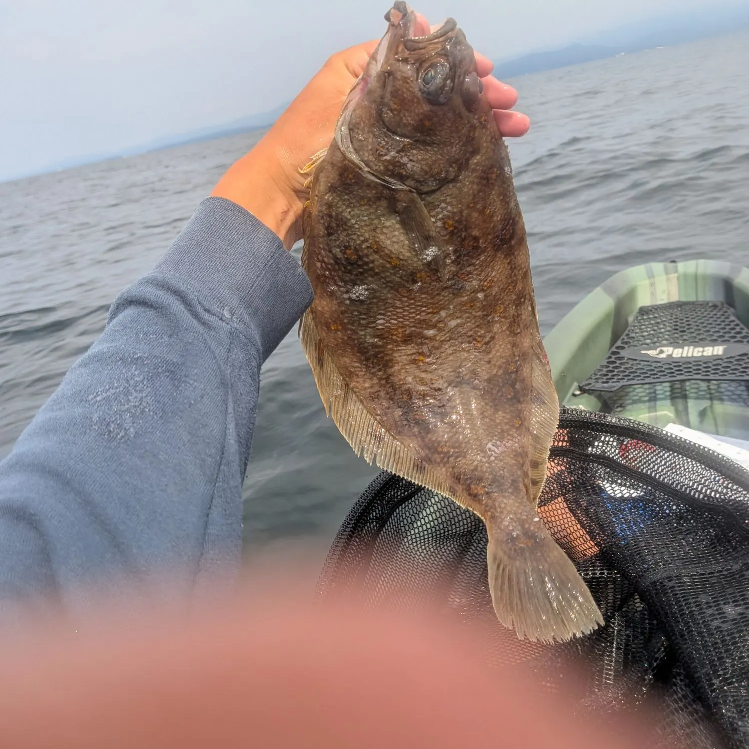 The most recent Pacific sanddab catches on Fishbrain