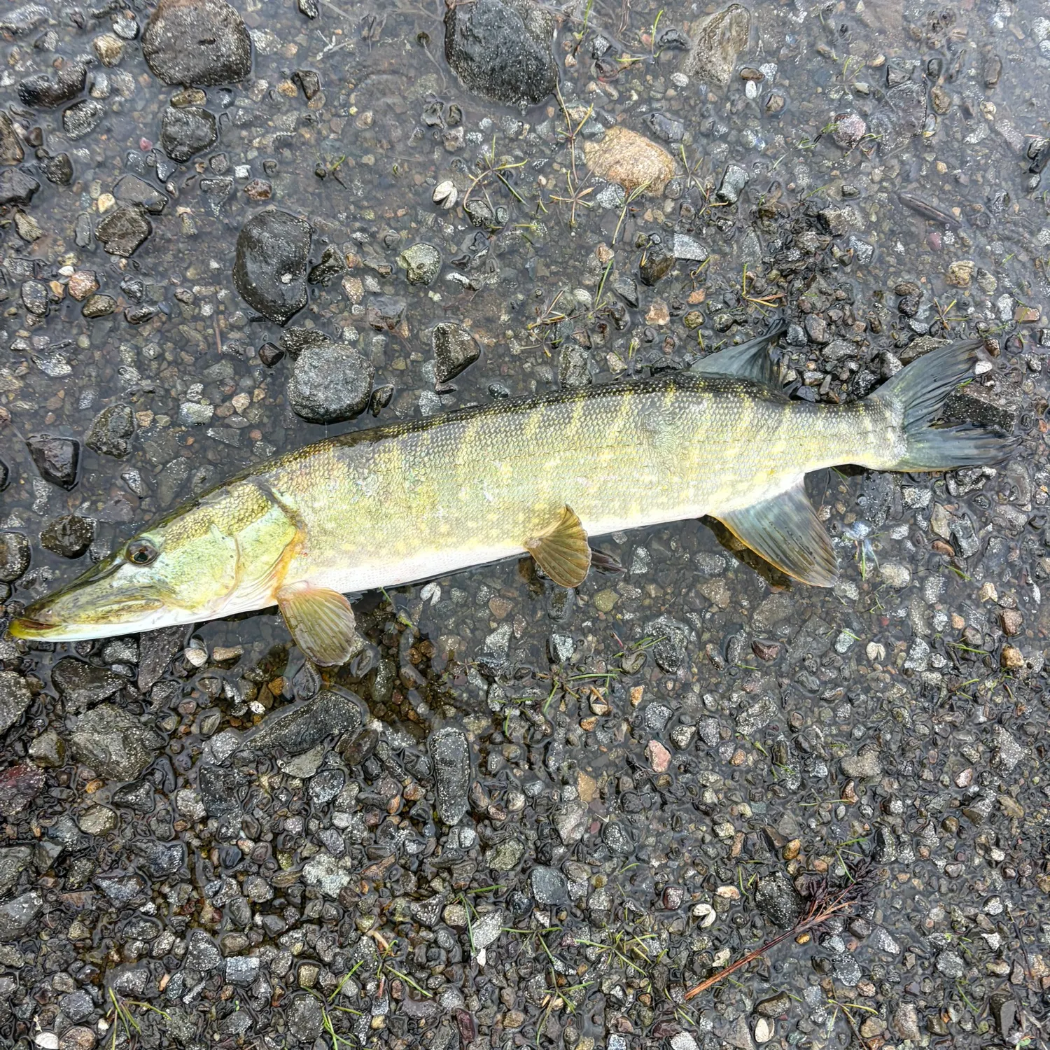 Northern pike caught on Fishbrain