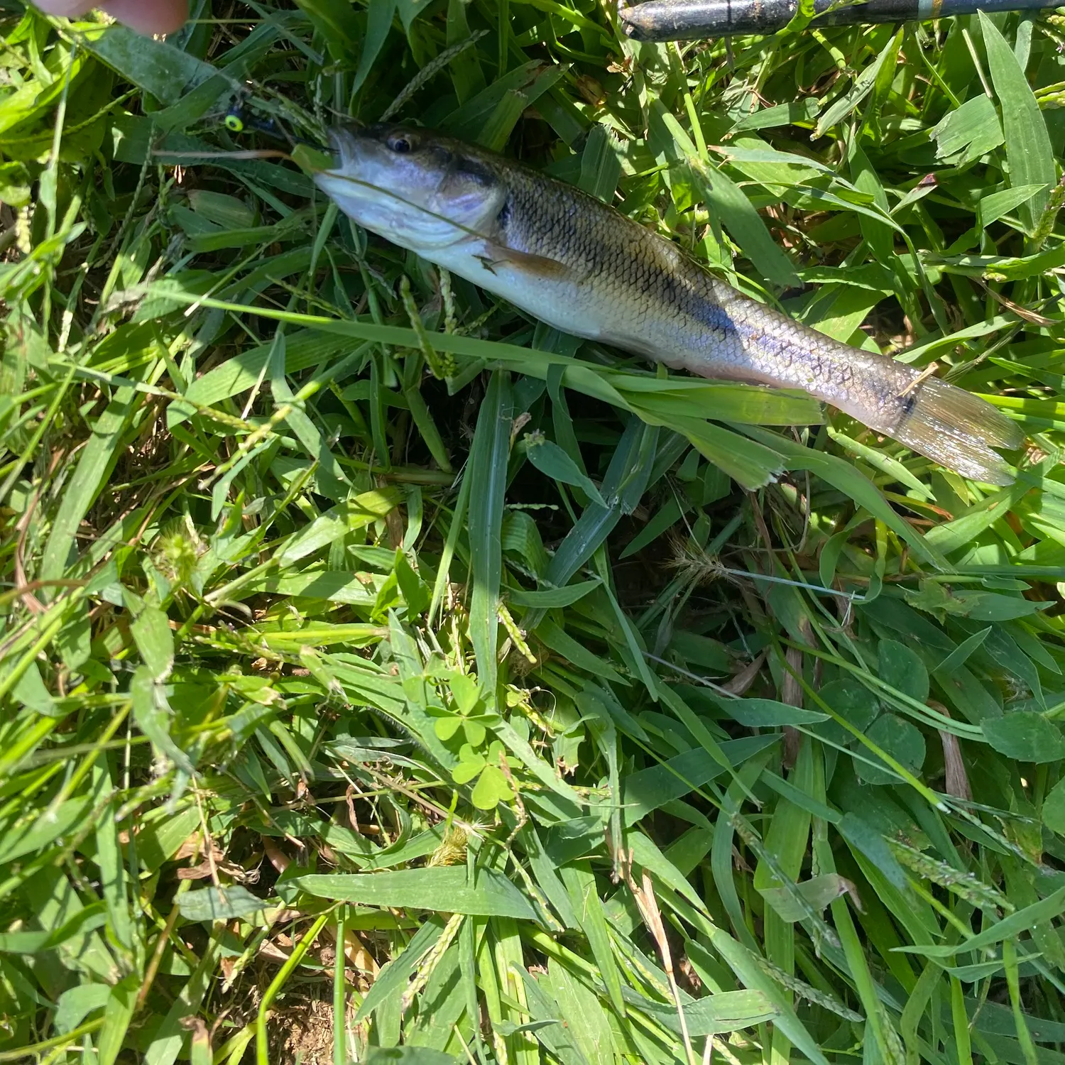 Creek chub caught on Fishbrain