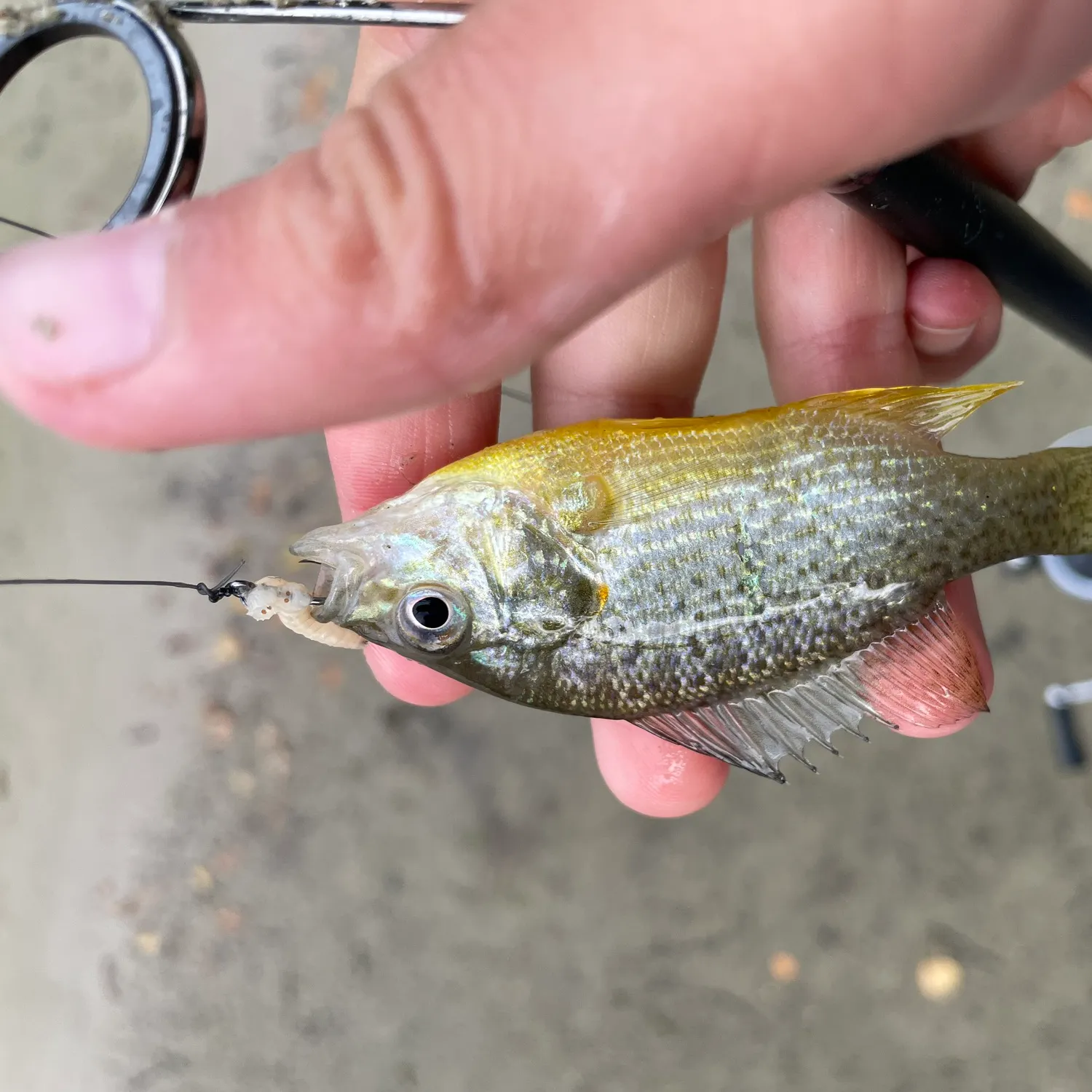 Fish caught on Fishbrain