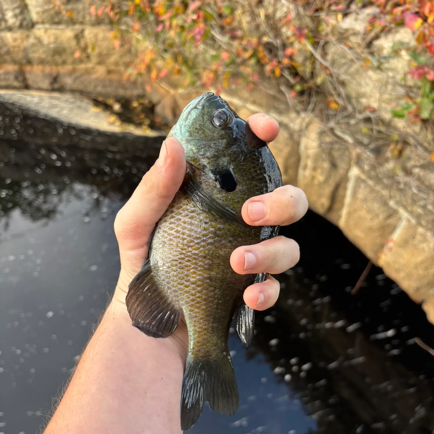 Bluegill caught on Fishbrain