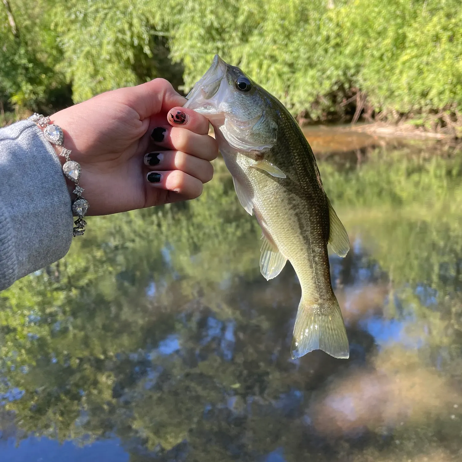 Largemouth bass caught on Fishbrain
