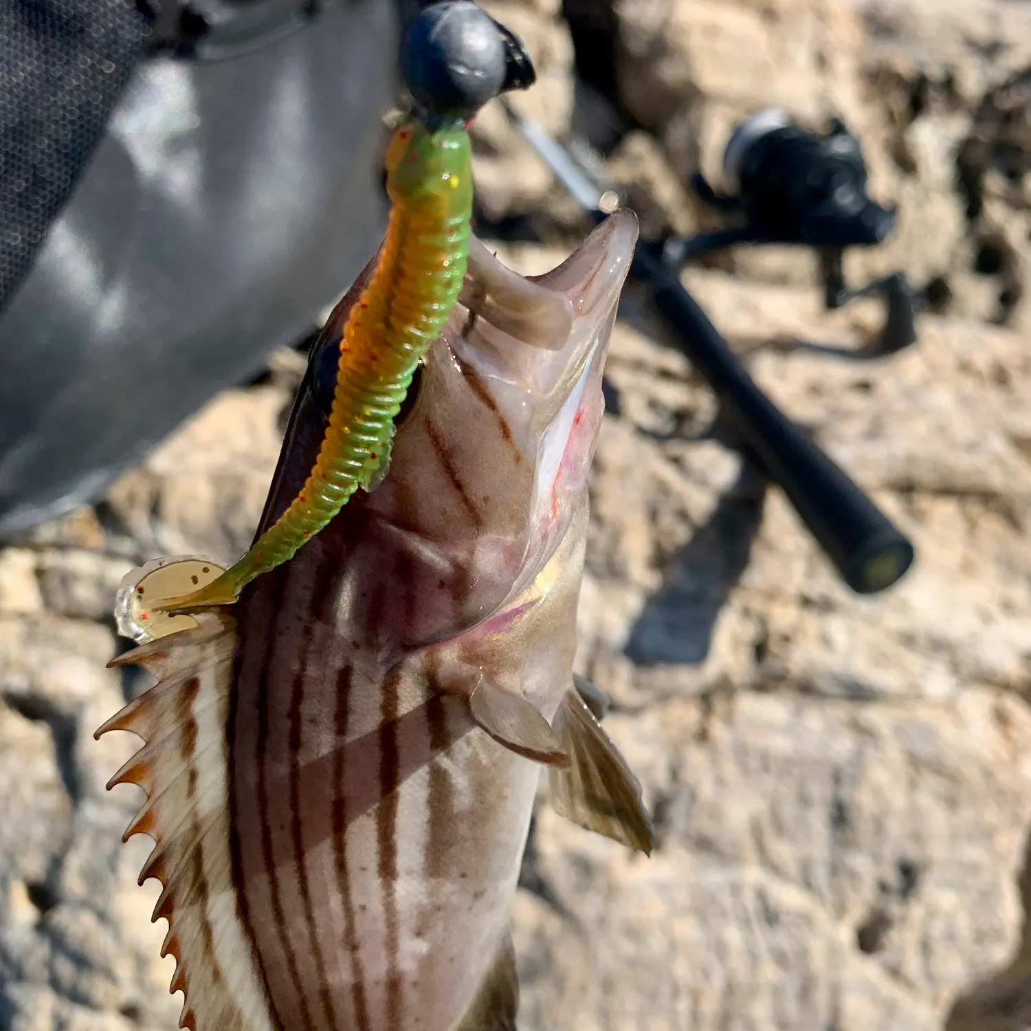 The most recent Blacktip grouper catches on Fishbrain