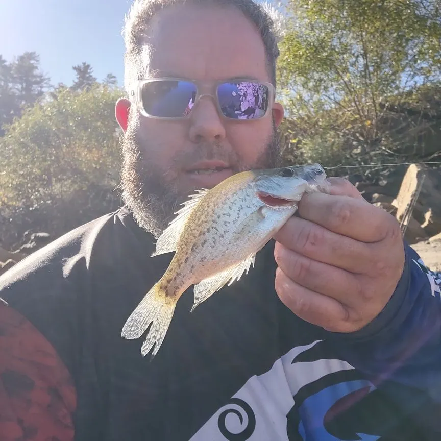 Black crappie caught on Fishbrain