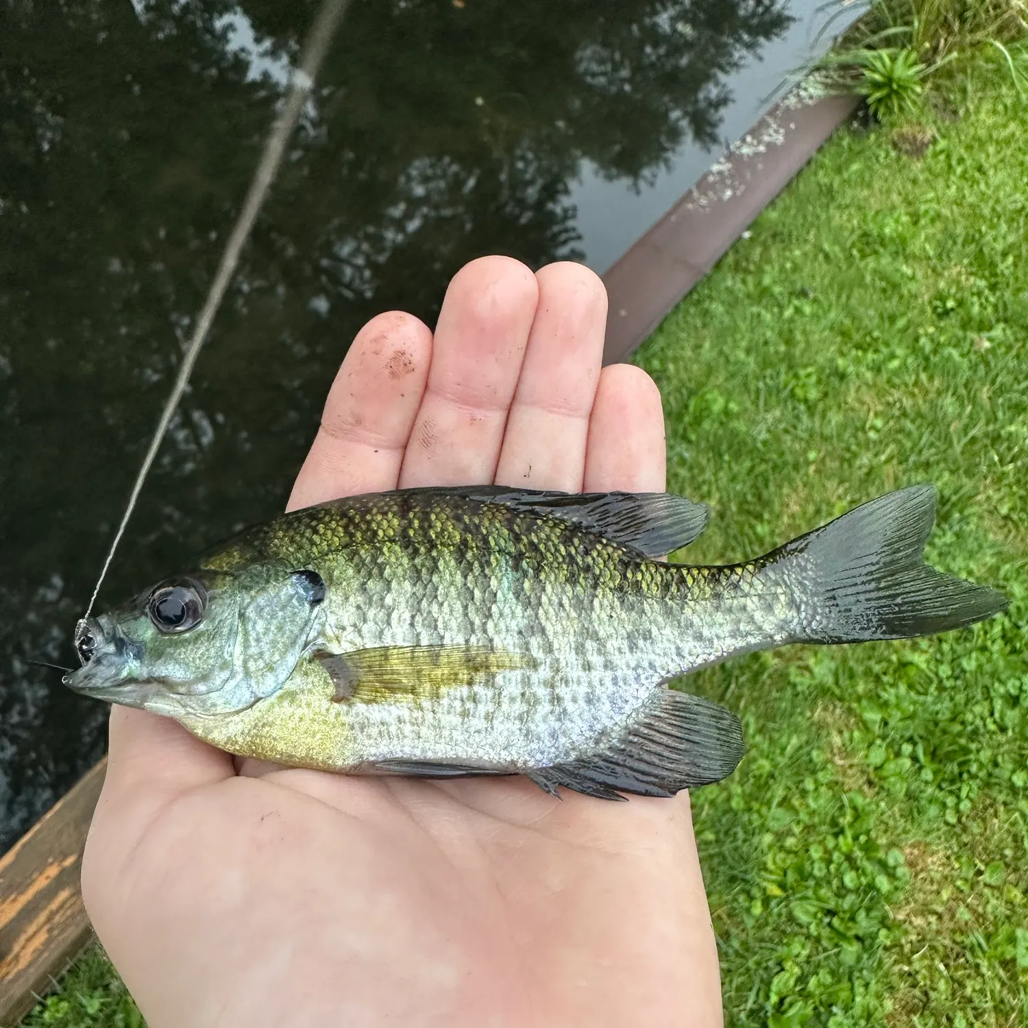 Bluegill caught on Fishbrain