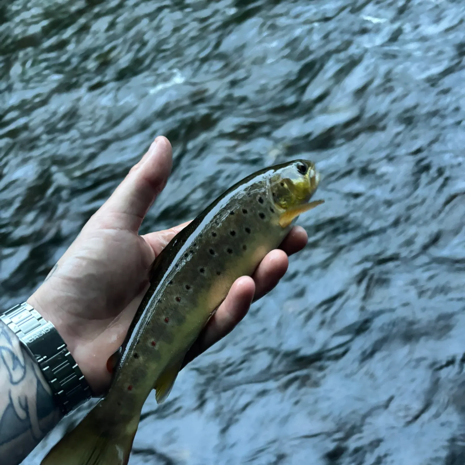 recently logged catches