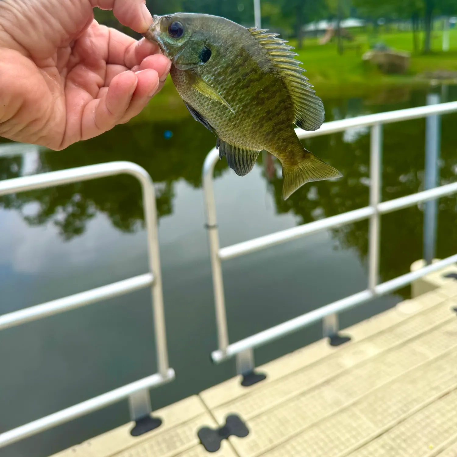 Bluegill caught on Fishbrain