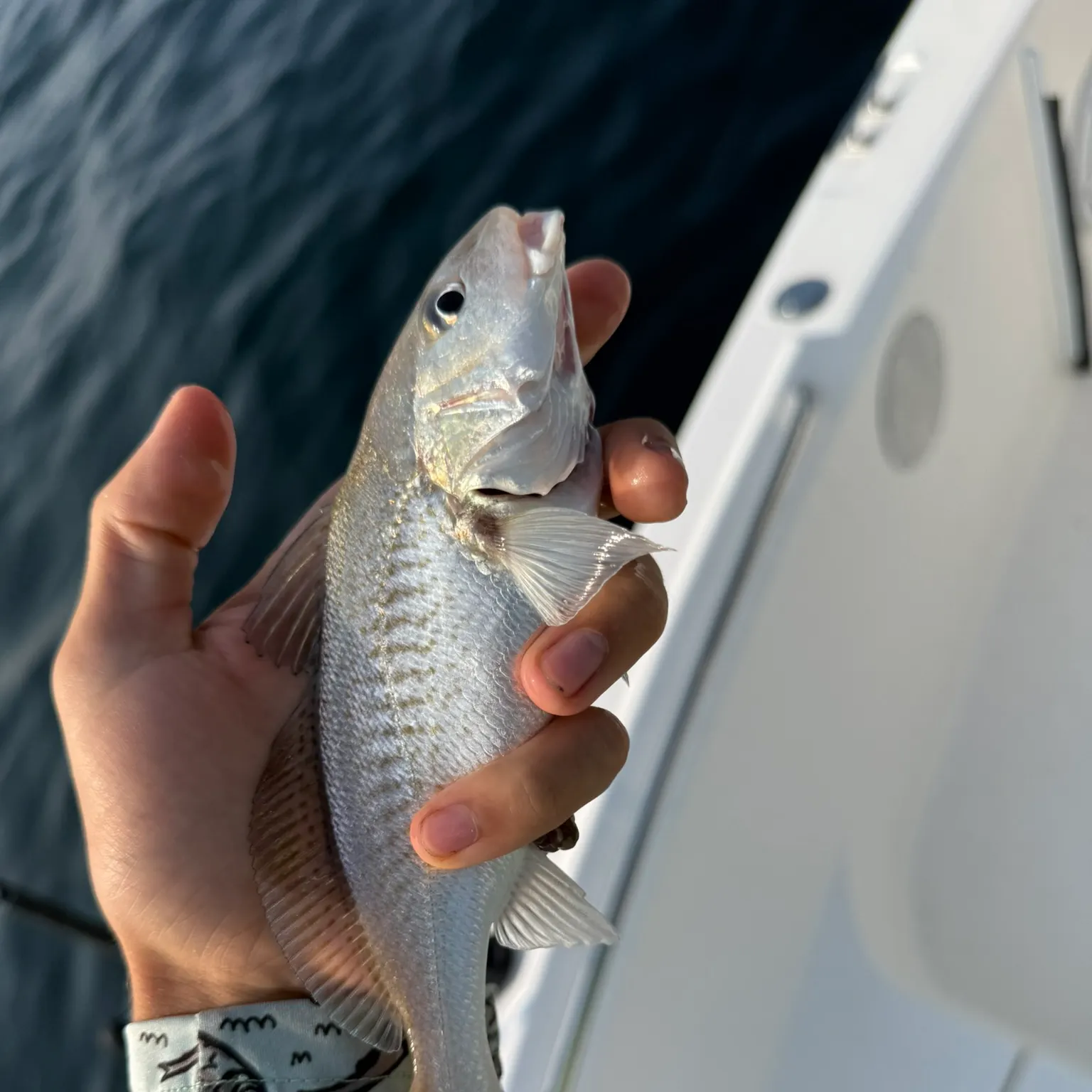 The most recent Atlantic croaker catches on Fishbrain