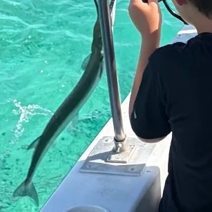 Hound needlefish caught on Fishbrain