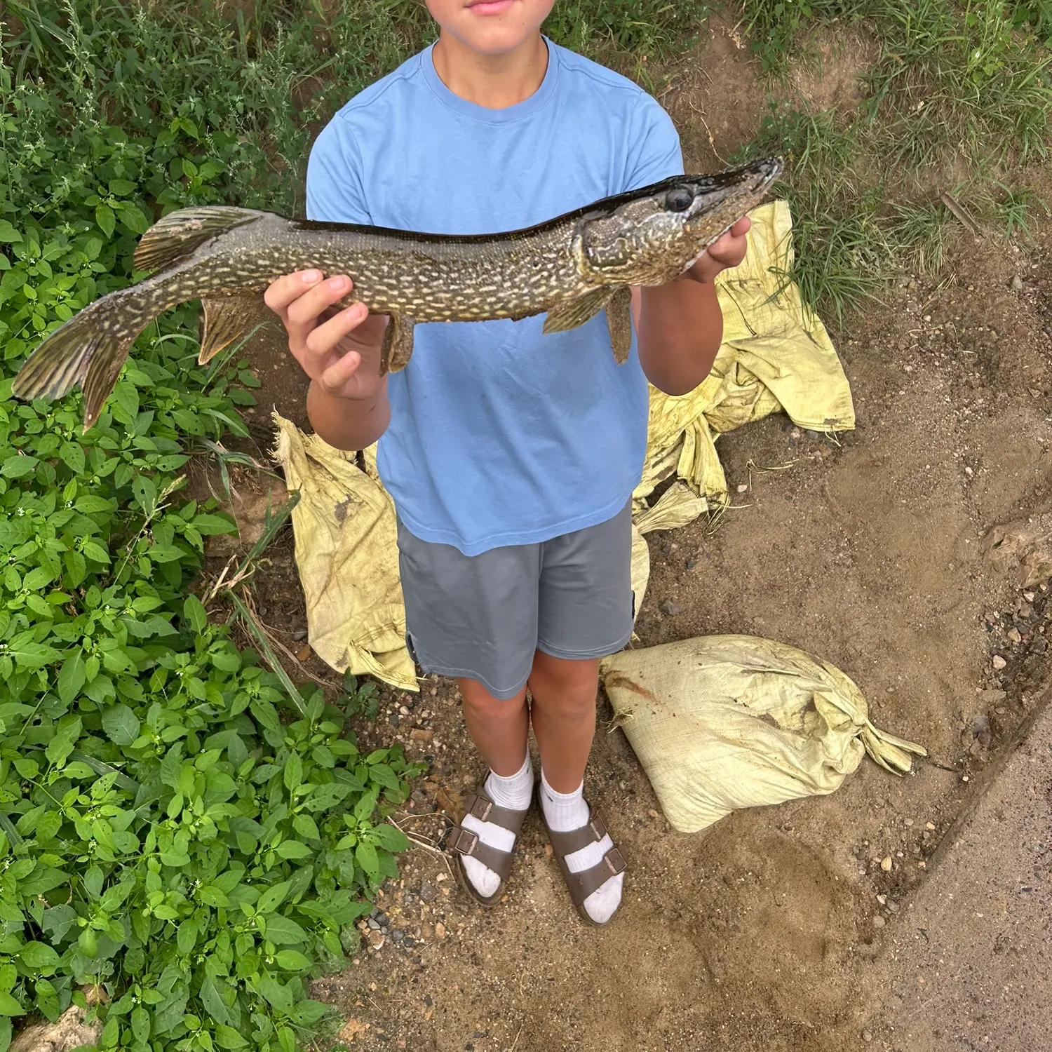 Northern pike caught on Fishbrain