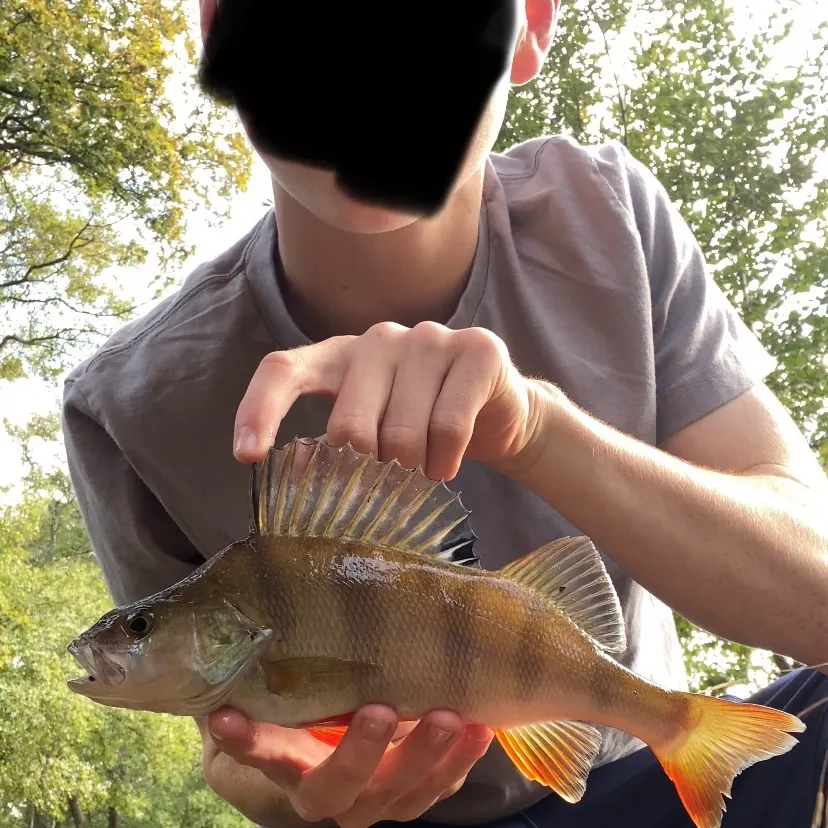 European perch caught on Fishbrain