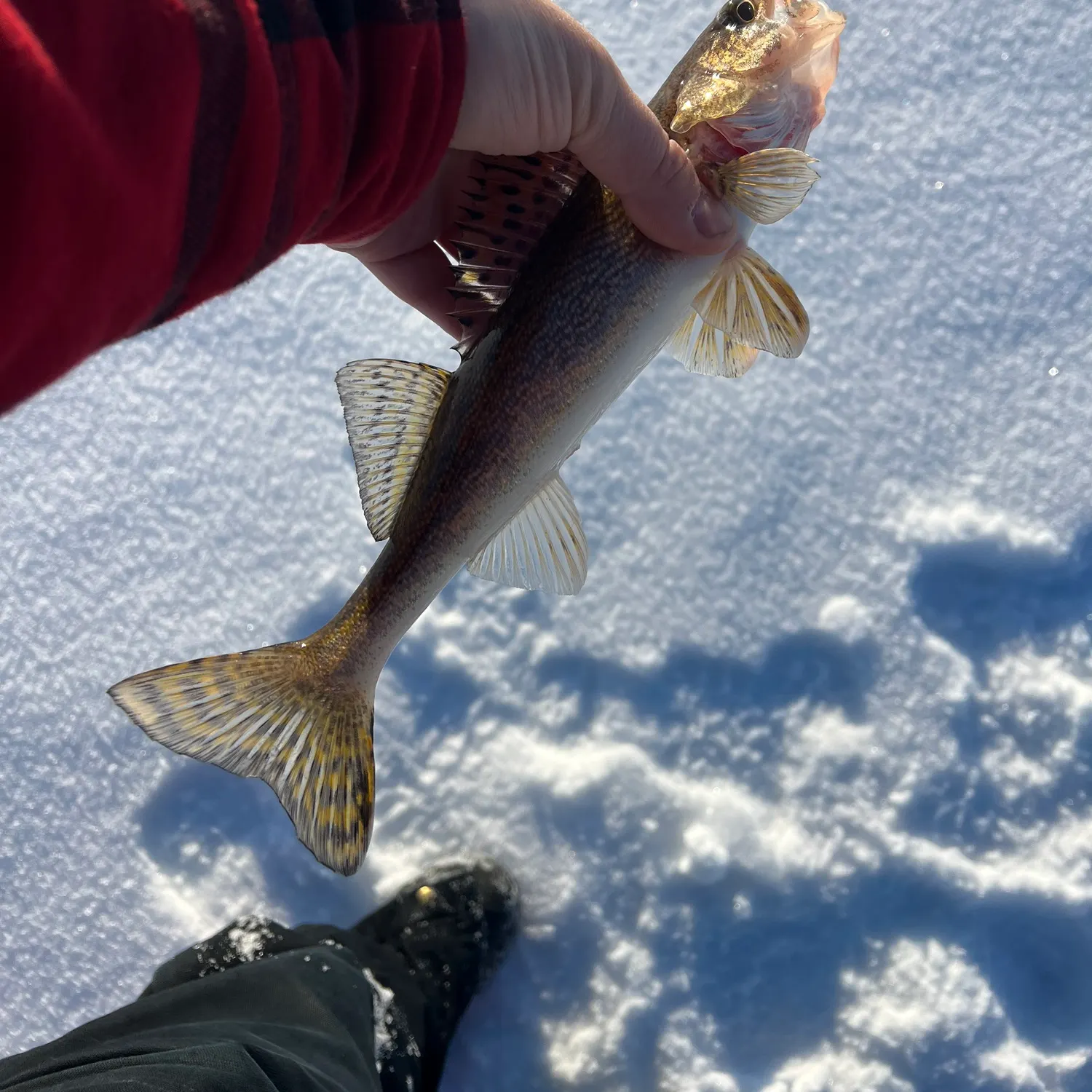 The most recent Sauger catches on Fishbrain