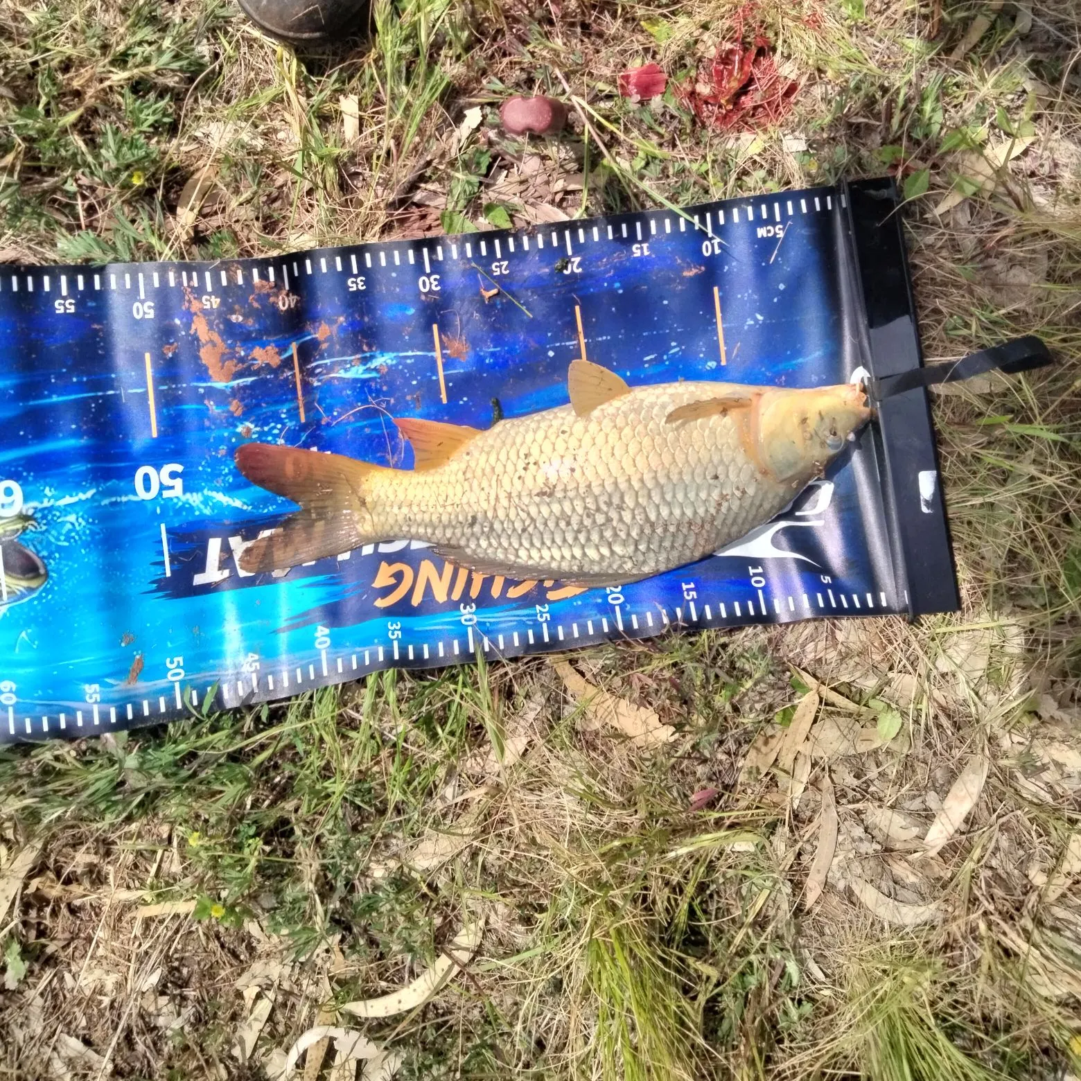 Common carp caught on Fishbrain
