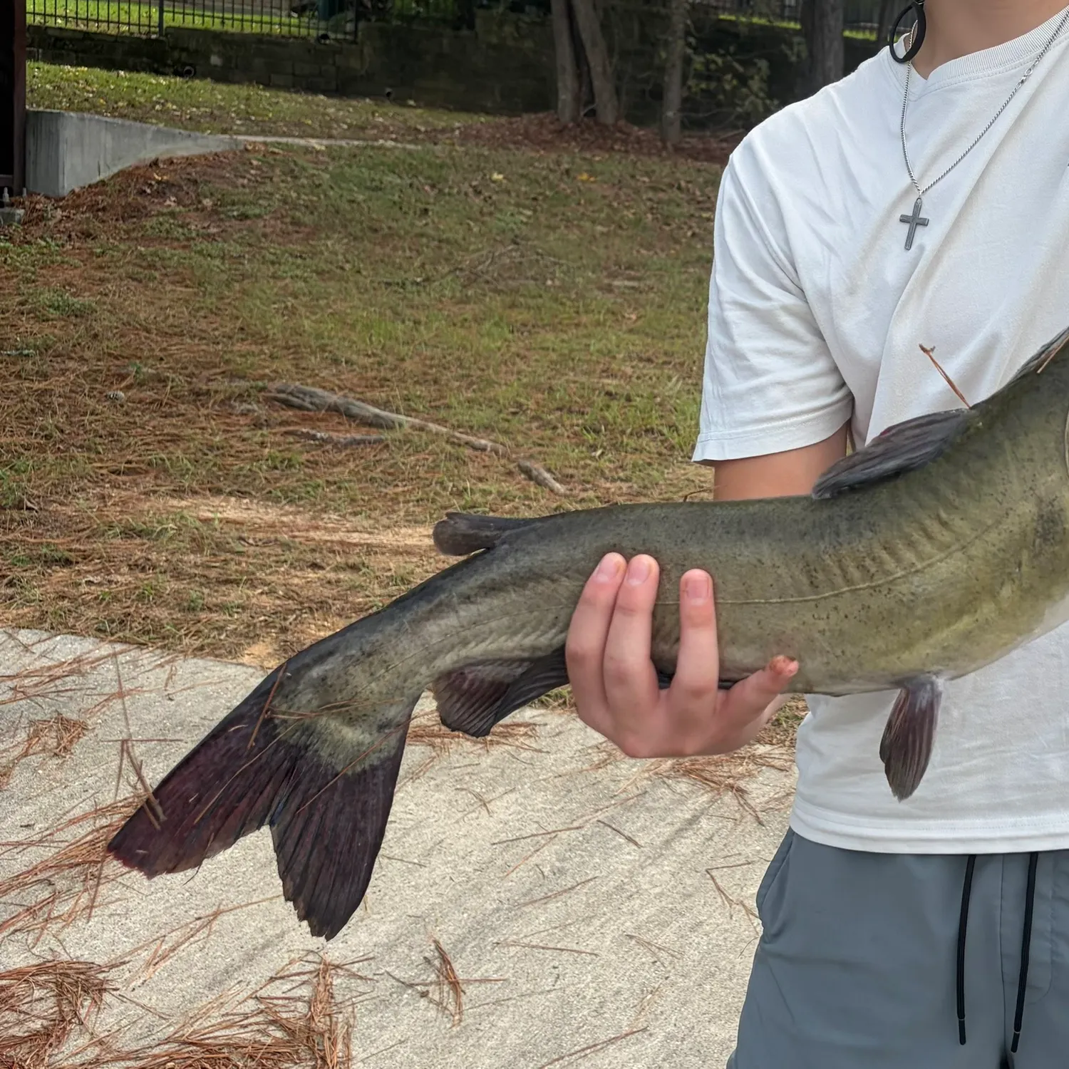 Channel catfish caught on Fishbrain