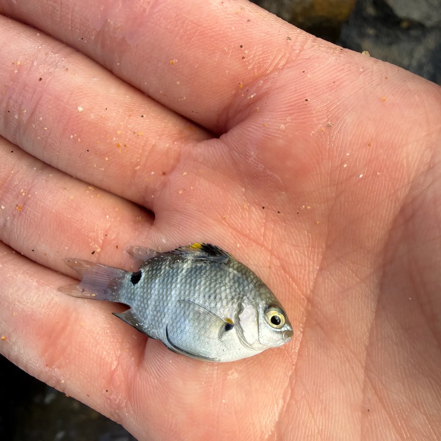 The most recent Blackspot sergeant catches on Fishbrain