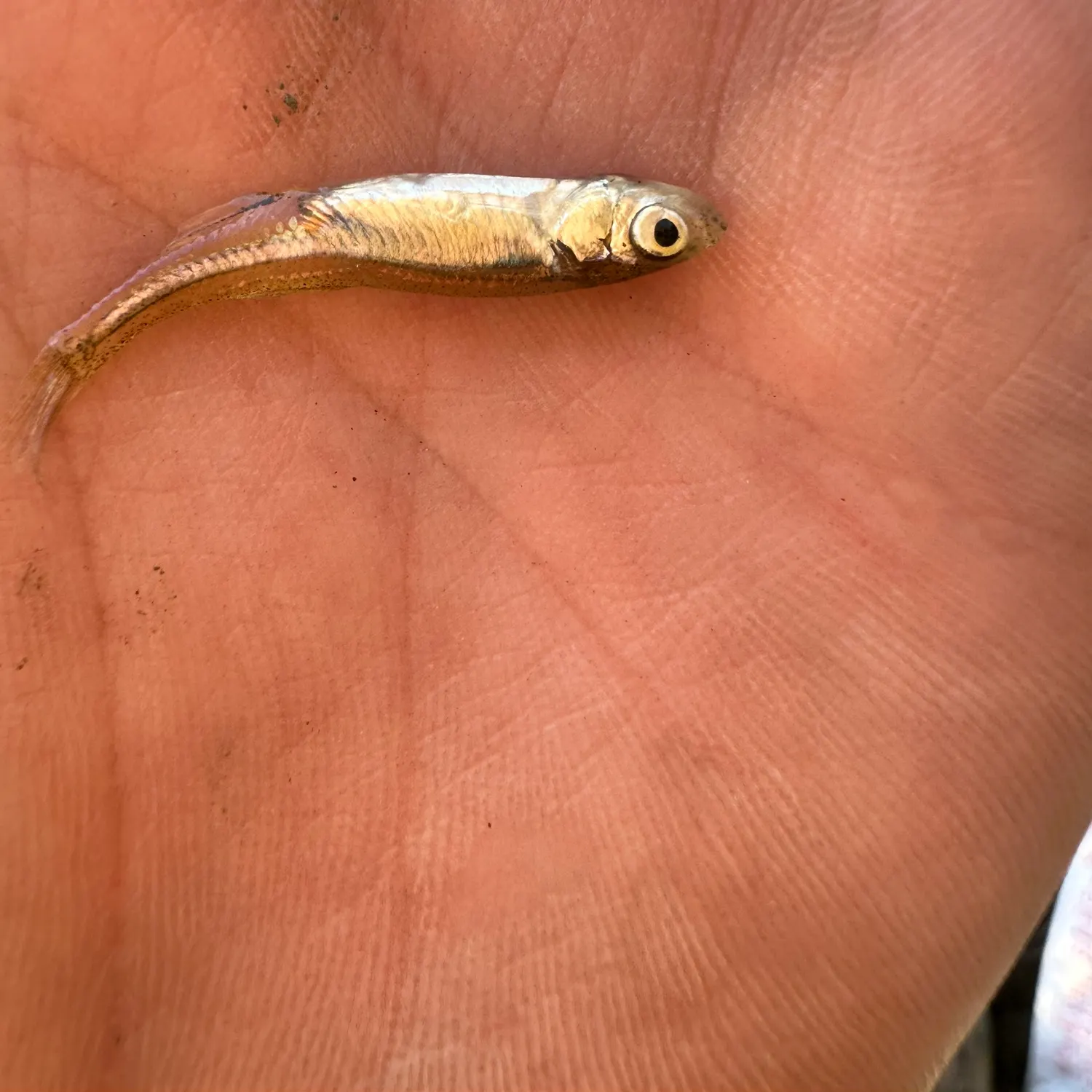 The most recent Bluntnose minnow catches on Fishbrain