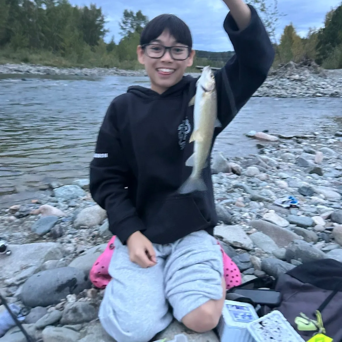 Mountain whitefish caught on Fishbrain