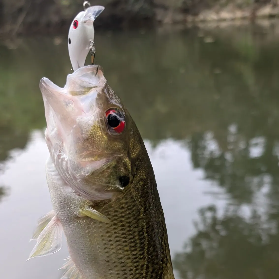 Rock bass caught on Fishbrain