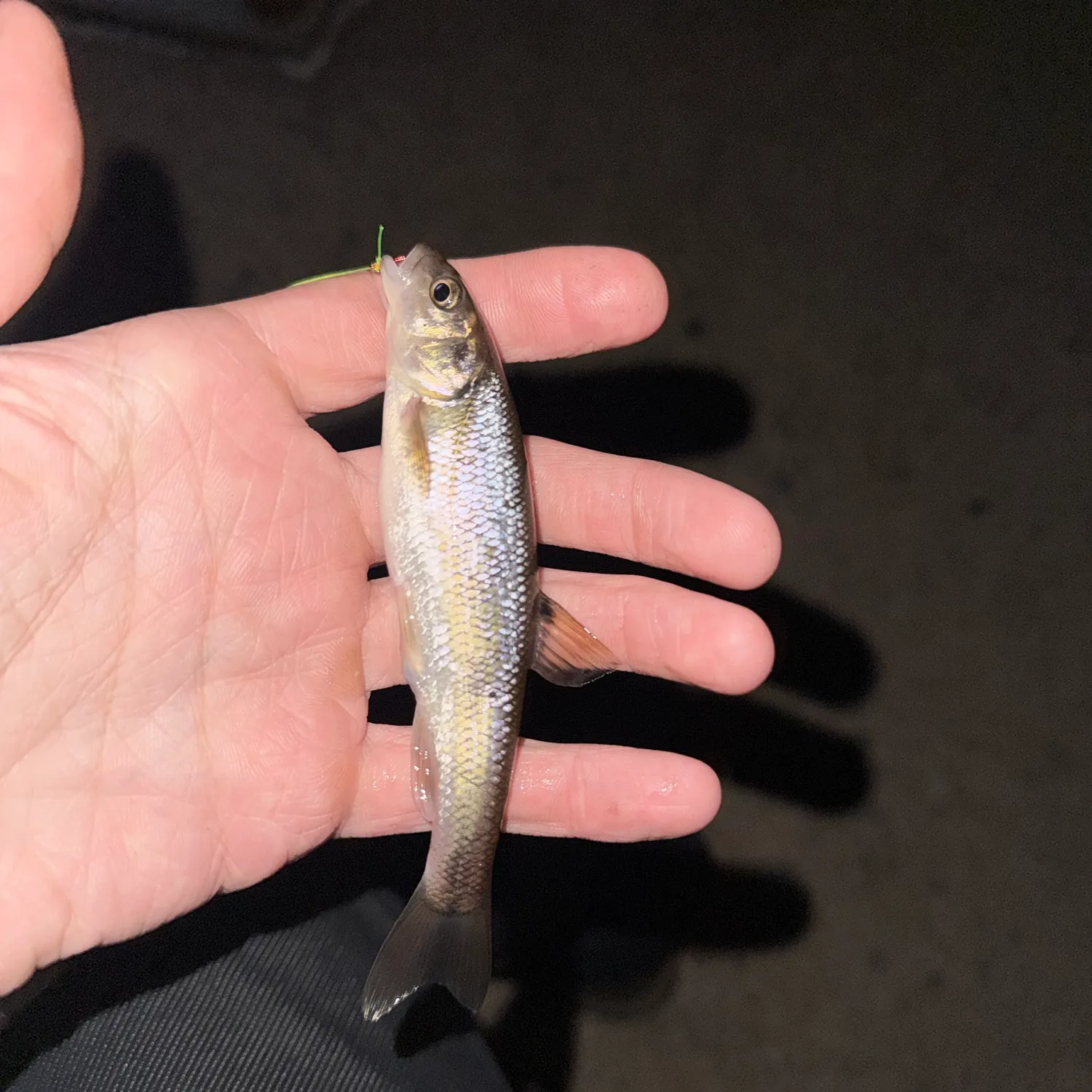 Creek chub caught on Fishbrain