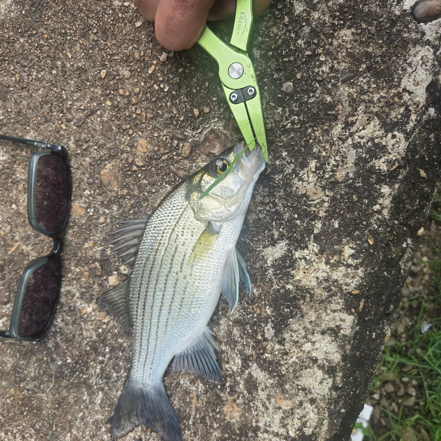 The most recent Wiper catches on Fishbrain