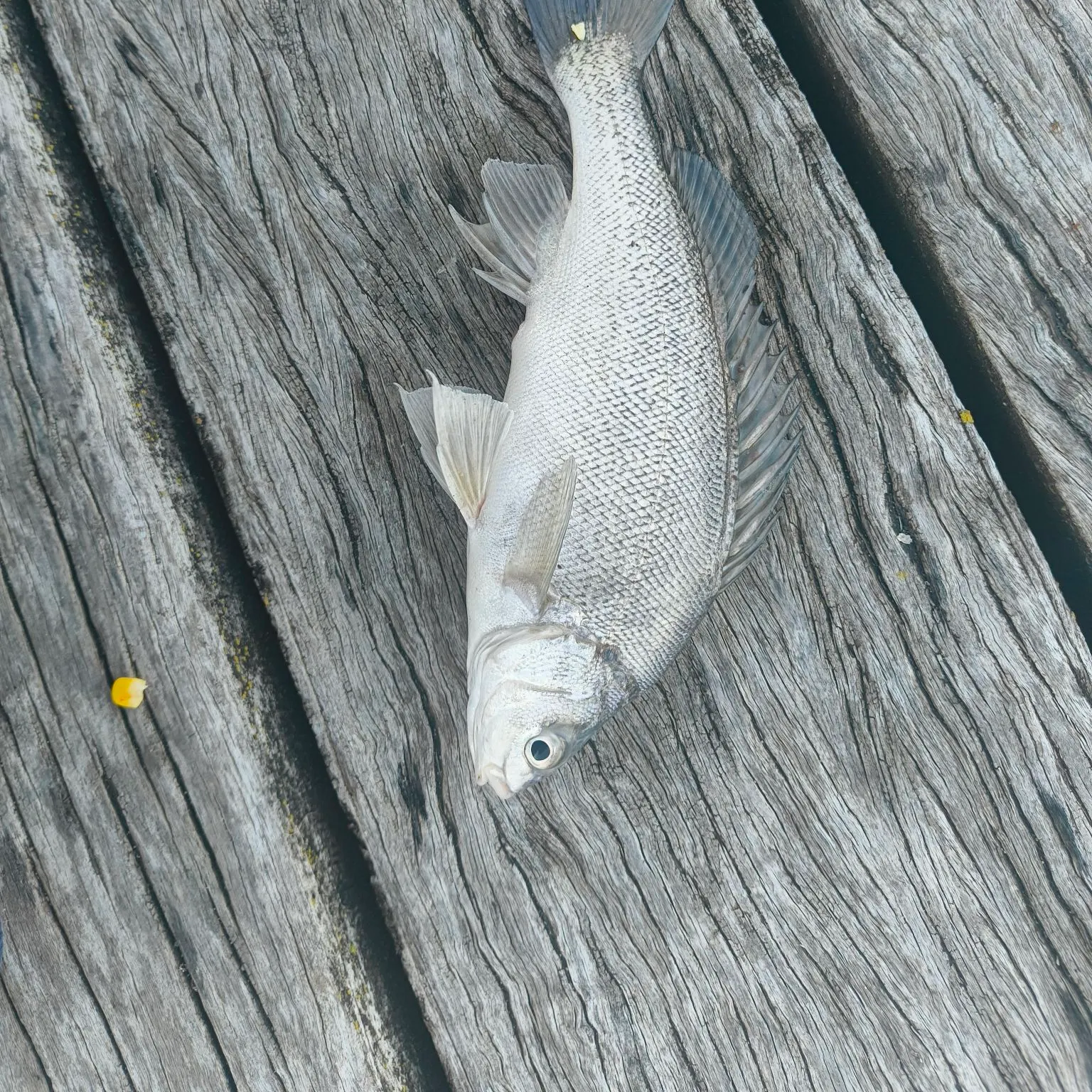 Bidyan perch caught on Fishbrain