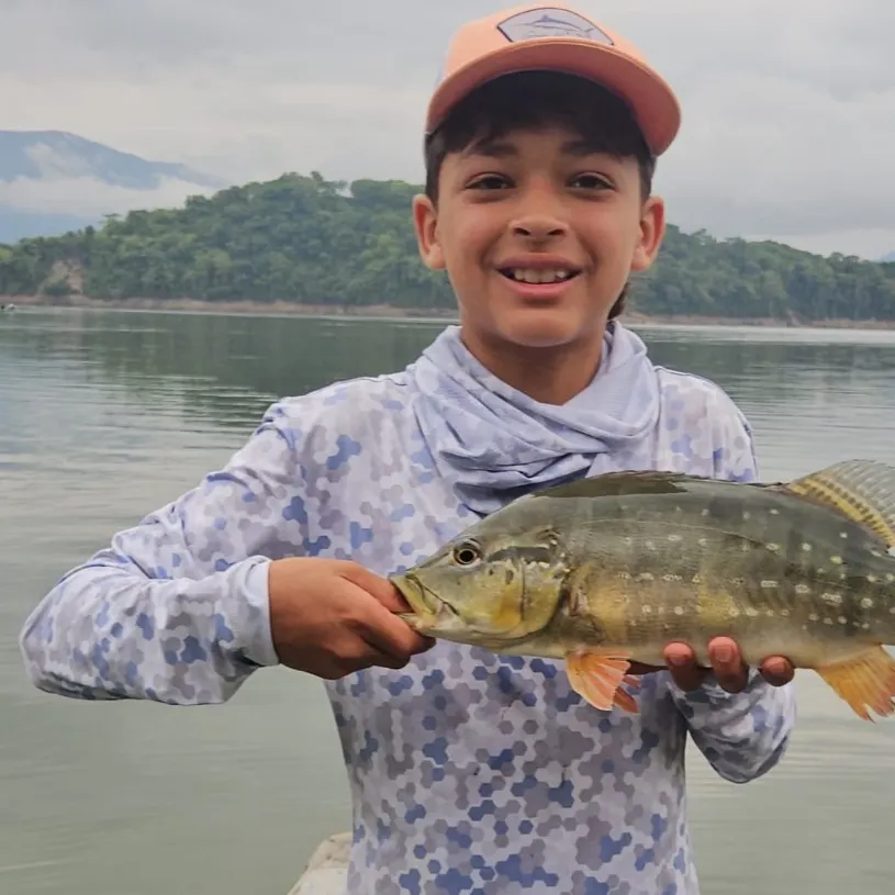 The most recent Speckled peacock bass catches on Fishbrain