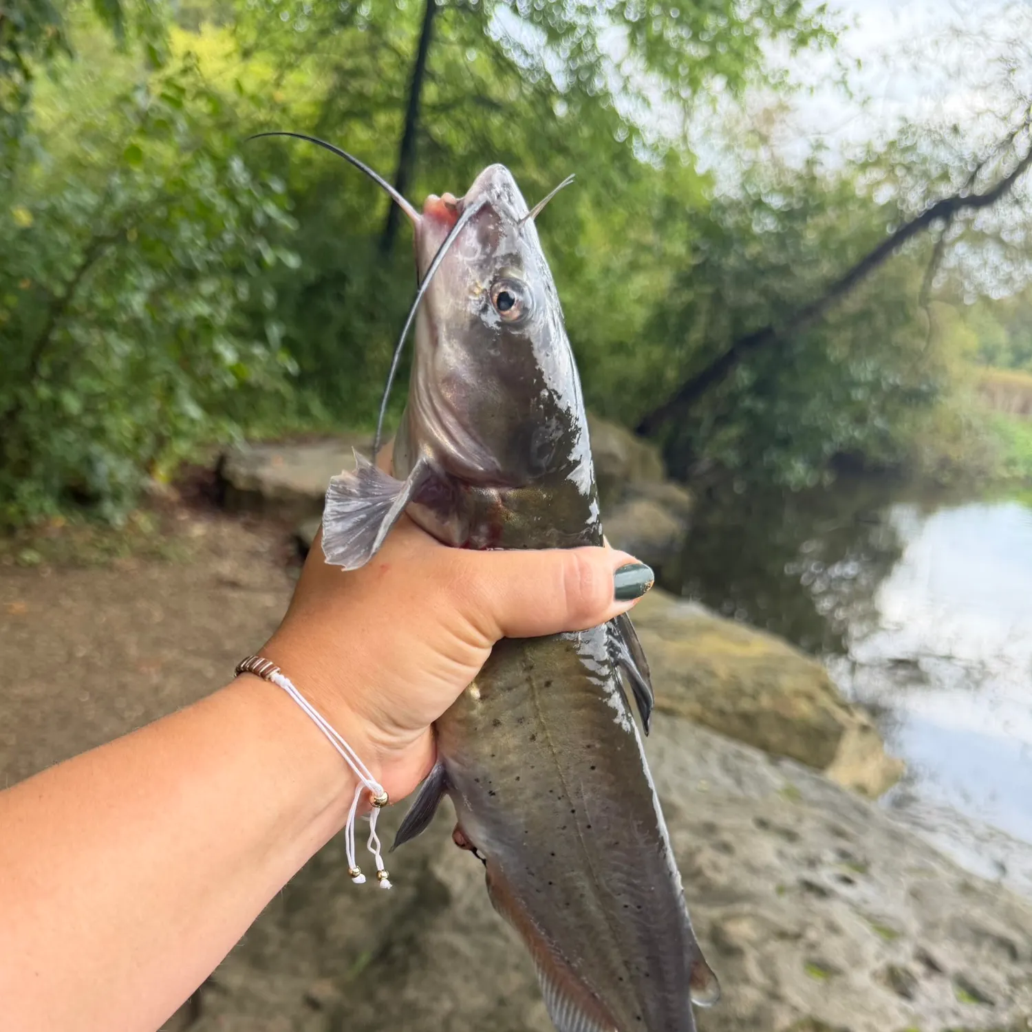 Channel catfish caught on Fishbrain