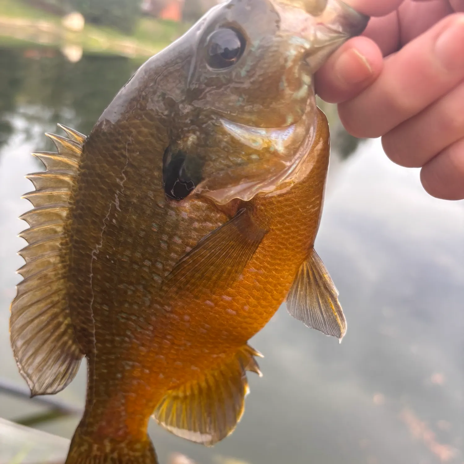 The most recent Greengill hybrid catches on Fishbrain