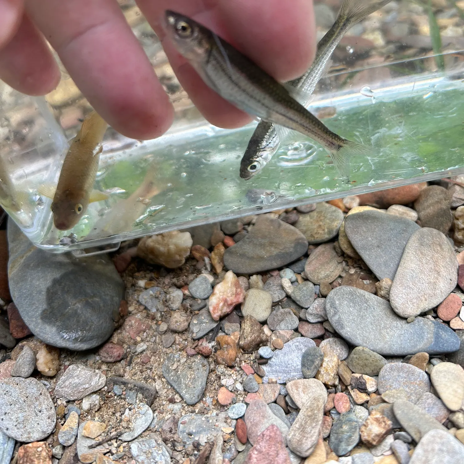 The most recent Tennessee shiner catches on Fishbrain