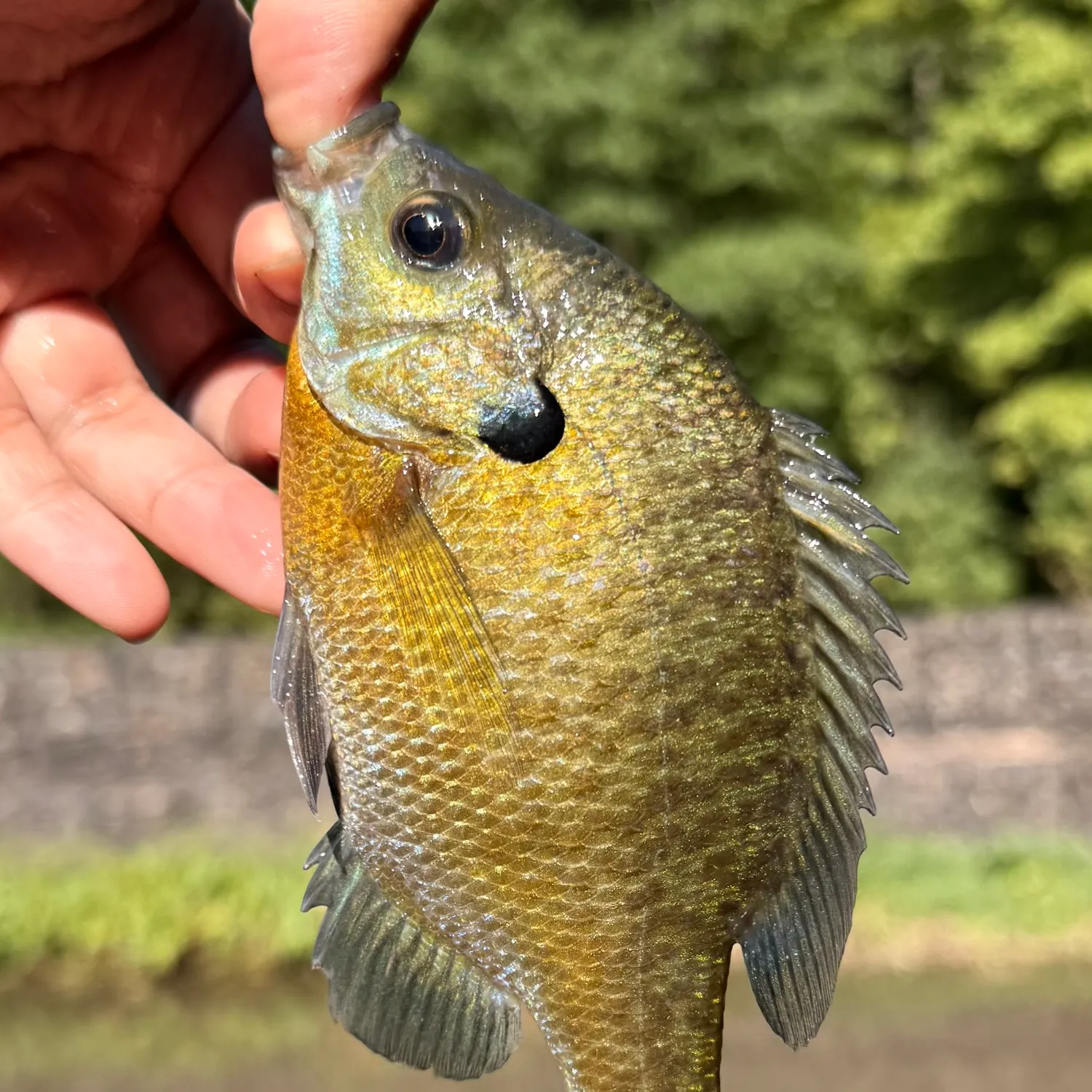 Bluegill caught on Fishbrain