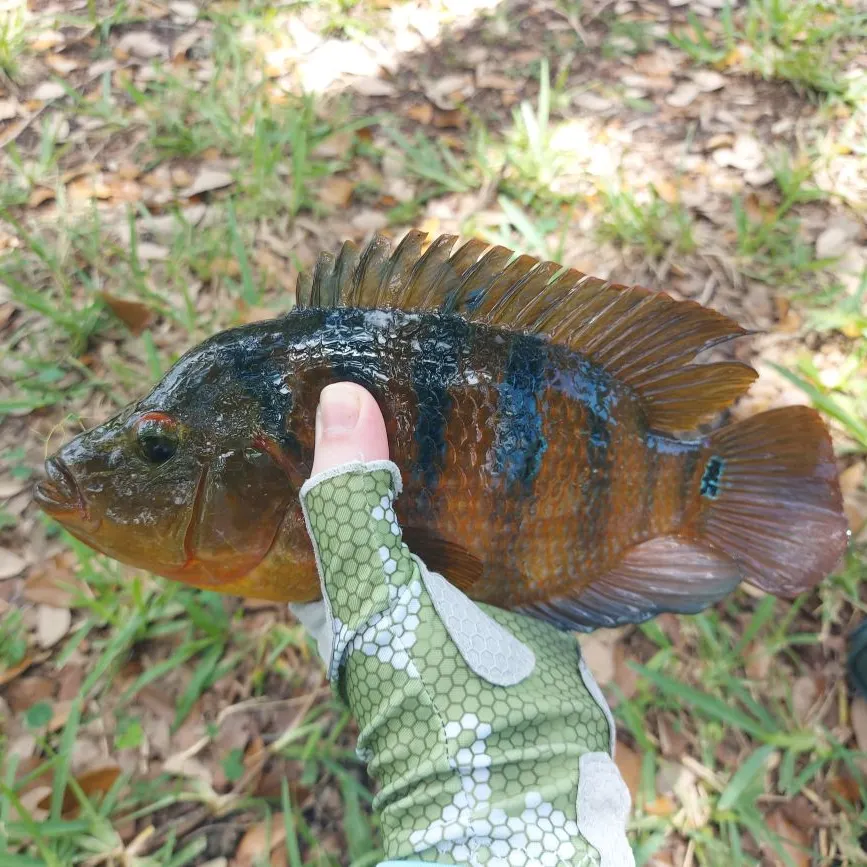 The most recent Mayan cichlid catches on Fishbrain