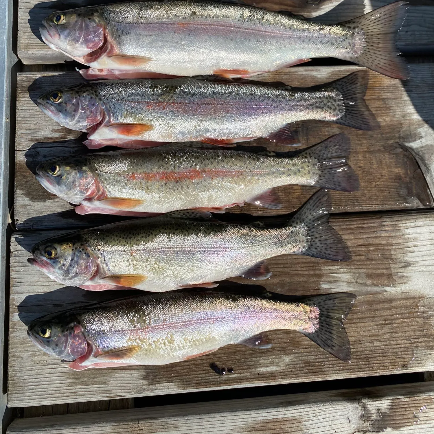 recently logged catches