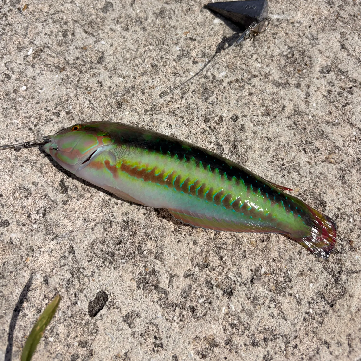 The most recent Fivestripe wrasse catches on Fishbrain
