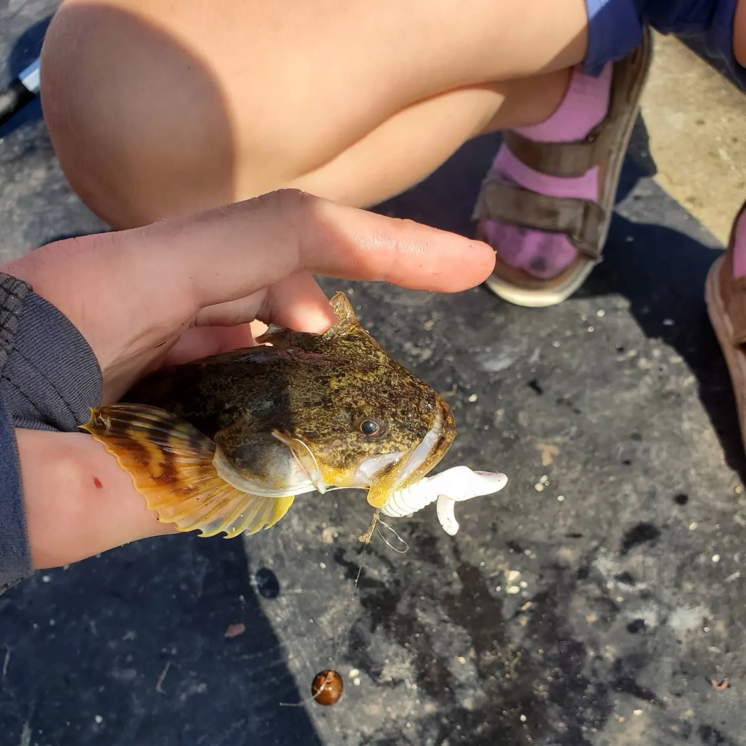 Pacific staghorn sculpin caught on Fishbrain