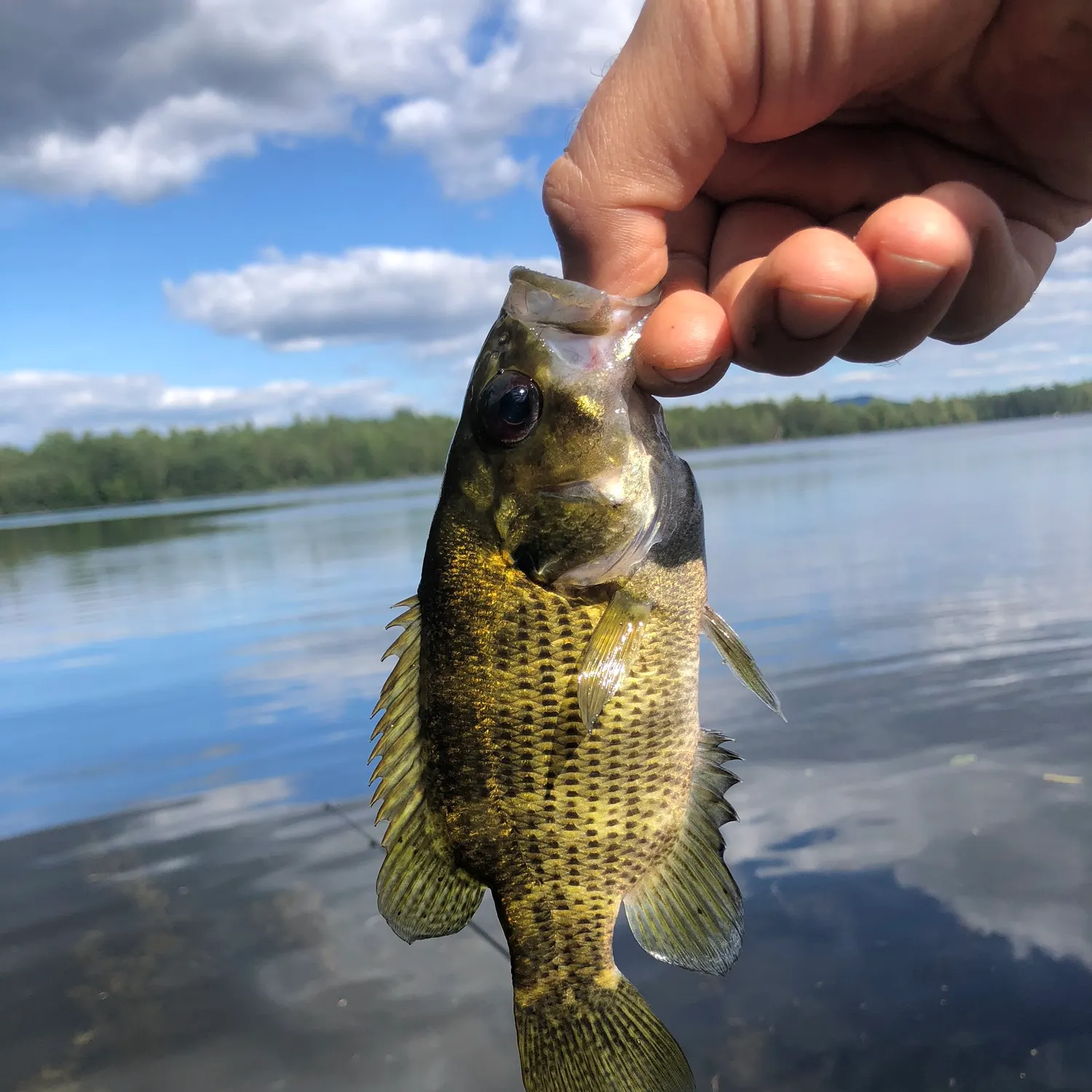 Rock bass caught on Fishbrain