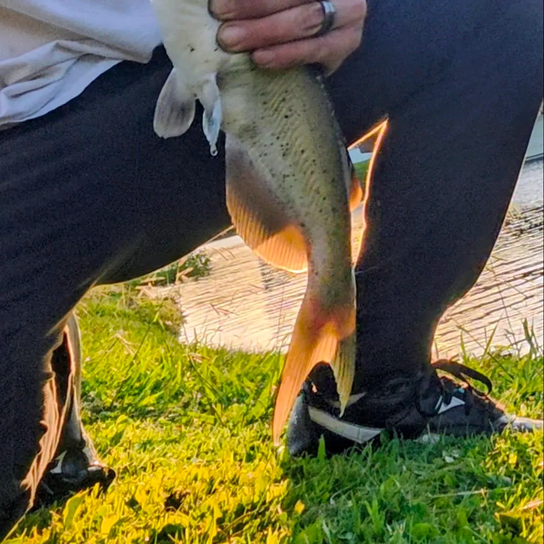 Channel catfish caught on Fishbrain