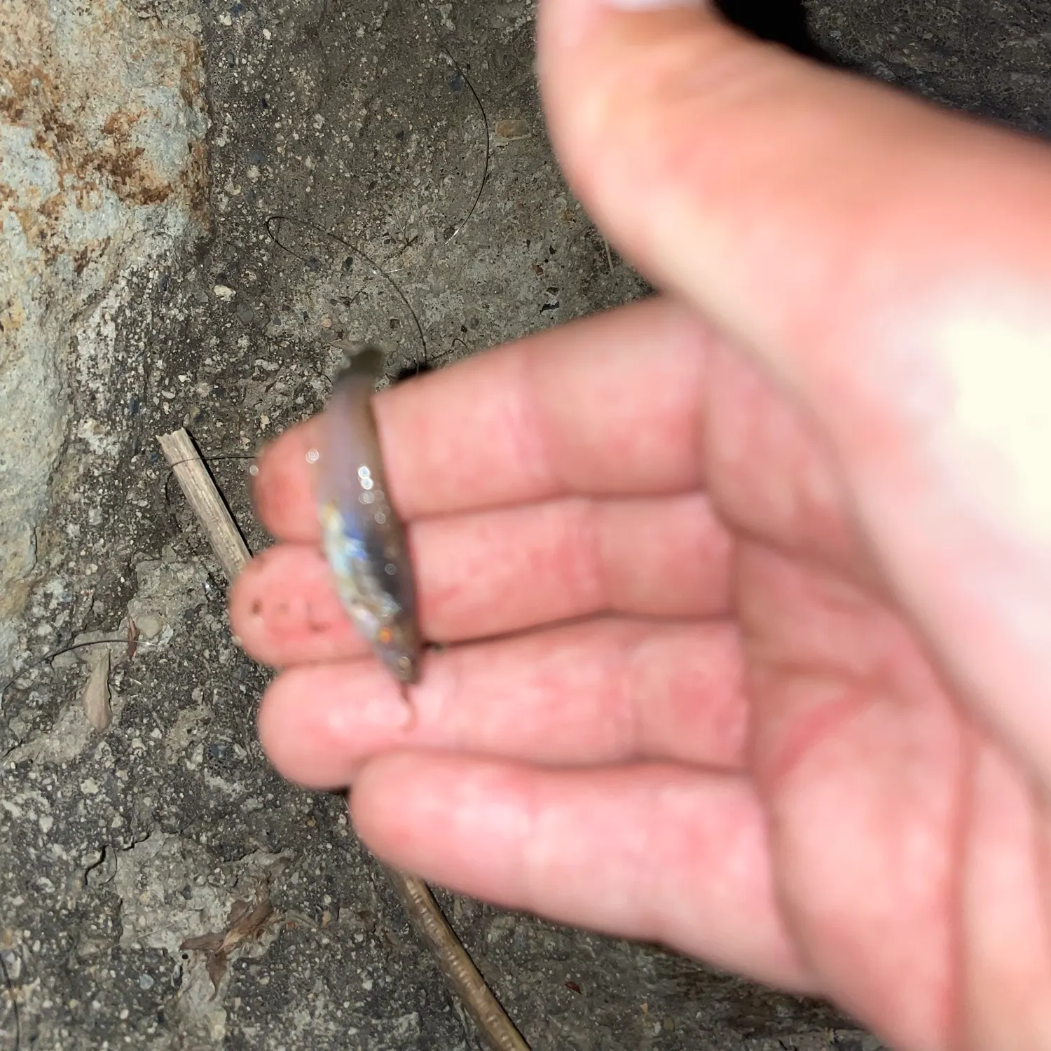 Fish caught on Fishbrain