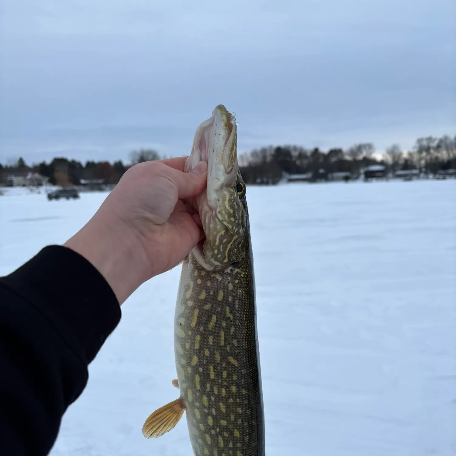 The most recent Northern pike catches on Fishbrain